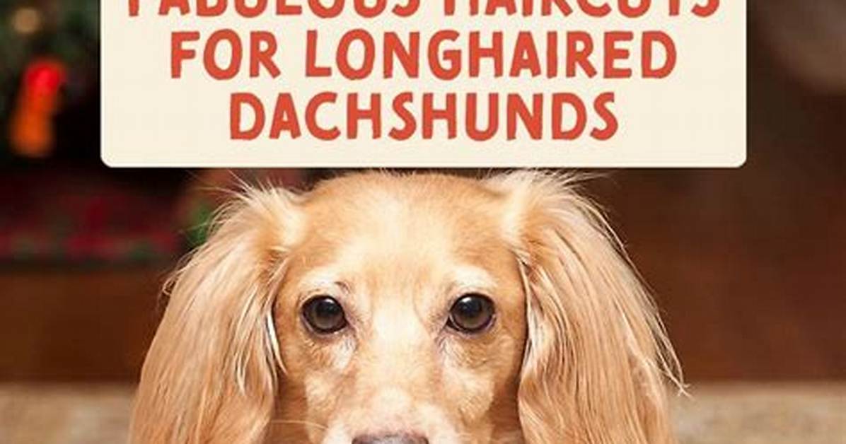 5 Trending Haircuts for Long-Haired Dachshunds You Need to See This Season