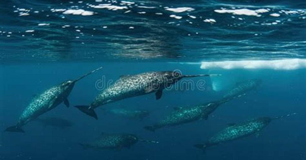 All About Narwhals Swimming in the Ocean: Diet, Deep Dives, Tusks, and Habitat