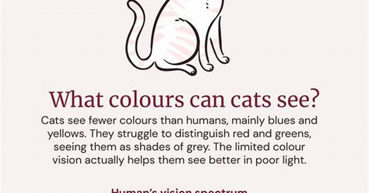Are Cats Really Colorblind? Veterinary Science Debunks the Feline Vision Myth