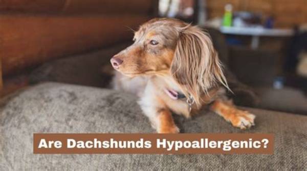 Are Dachshunds Hypoallergenic? Fact-Checking Shedding and Allergy Claims