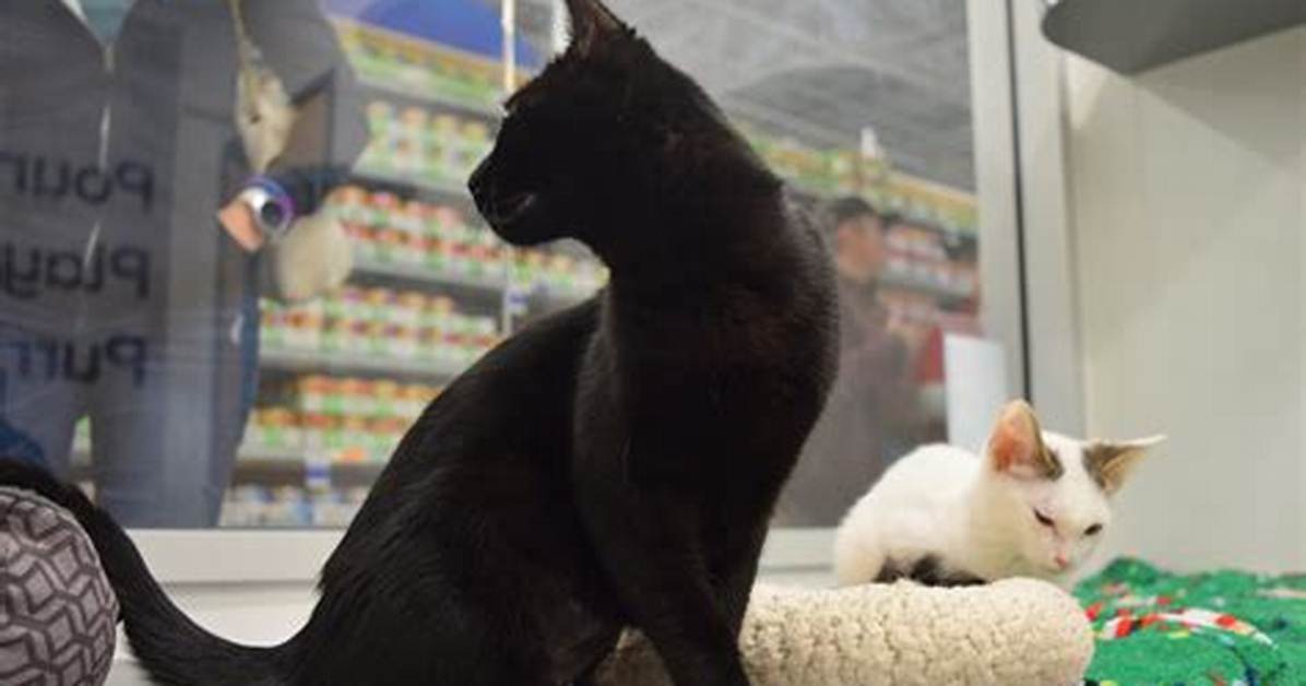 Are Petsmart Kitty Condos Safe? Fact-Checking Vaccine Rules and Staff Ratios