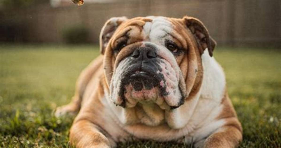 Bulldog and Company Under the Lens: Real Unboxings, Material Tests, and Ratings