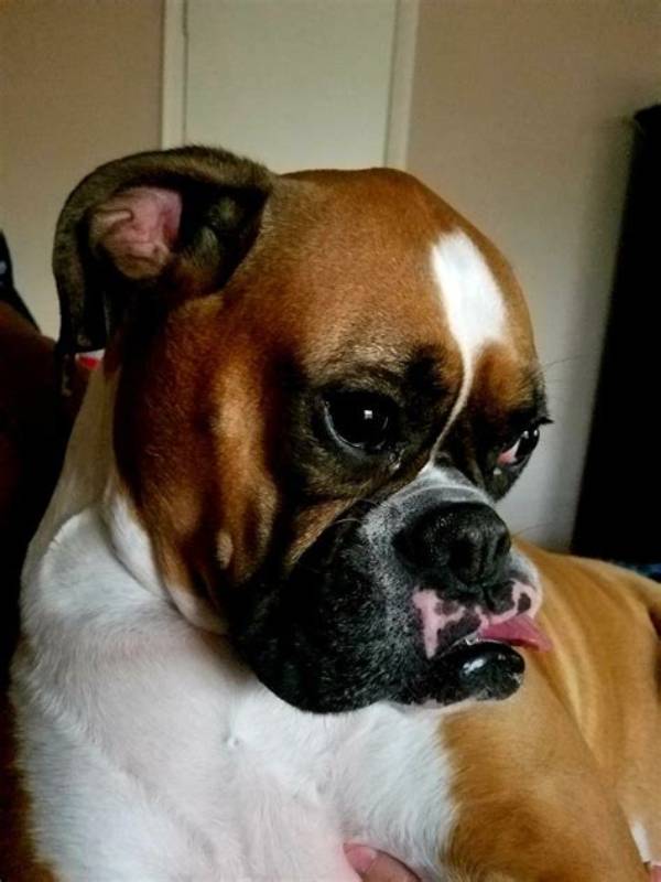 Can a Boxer Dog Have Down Syndrome? the Truth Behind Viral Pet Videos