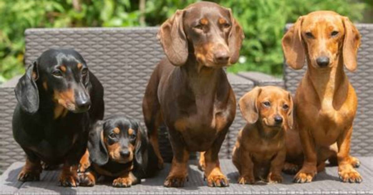 Can Dachshunds Really Reach 18? the Hidden Longevity Secrets Behind Viral Senior Doxies
