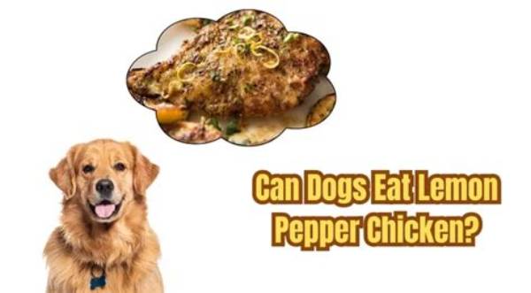 Can Dogs Eat Lemon Pepper Chicken? Ingredient Breakdown and Veterinary Warnings