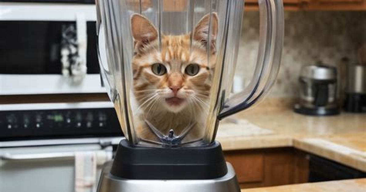 Cat in the Blender Video Fact-Check: What Really Happened and Why Search Queries Keep Spiking
