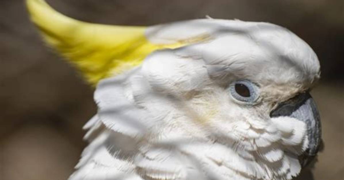 Cockatoo Temperament Unfiltered: Viral Sass, Affection, and Daily Upkeep Caught on Camera