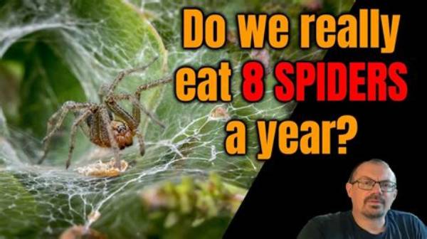 Do You Really Eat 8 Spiders a Year in Your Sleep? the Shocking Truth Behind the Lie