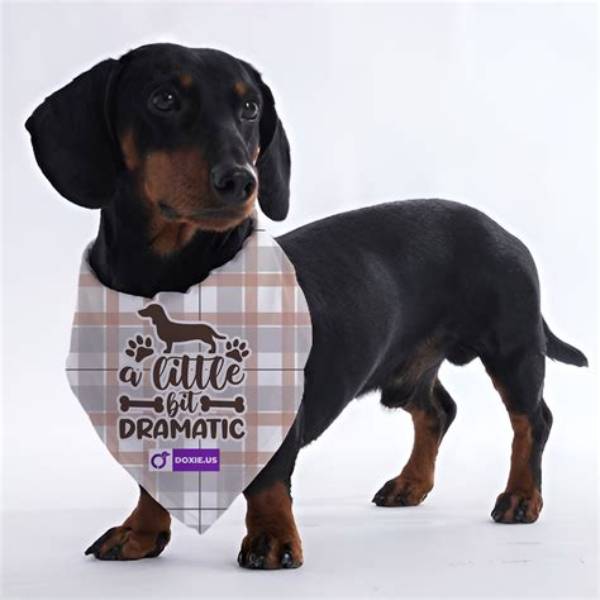 Dramatic Dachshund Makeovers: Incredible Before-and-After Wirehair Transformations