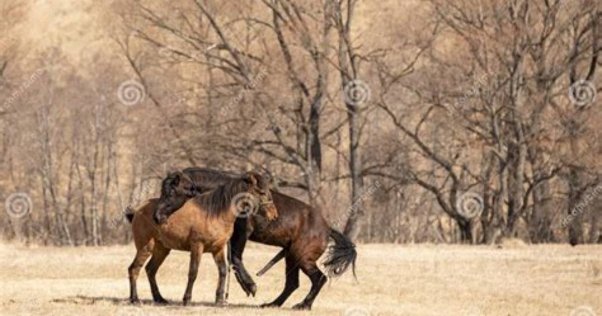 Equine Mating Mechanics: What Really Happens When Size Disparities Collide in Livestock Breeding