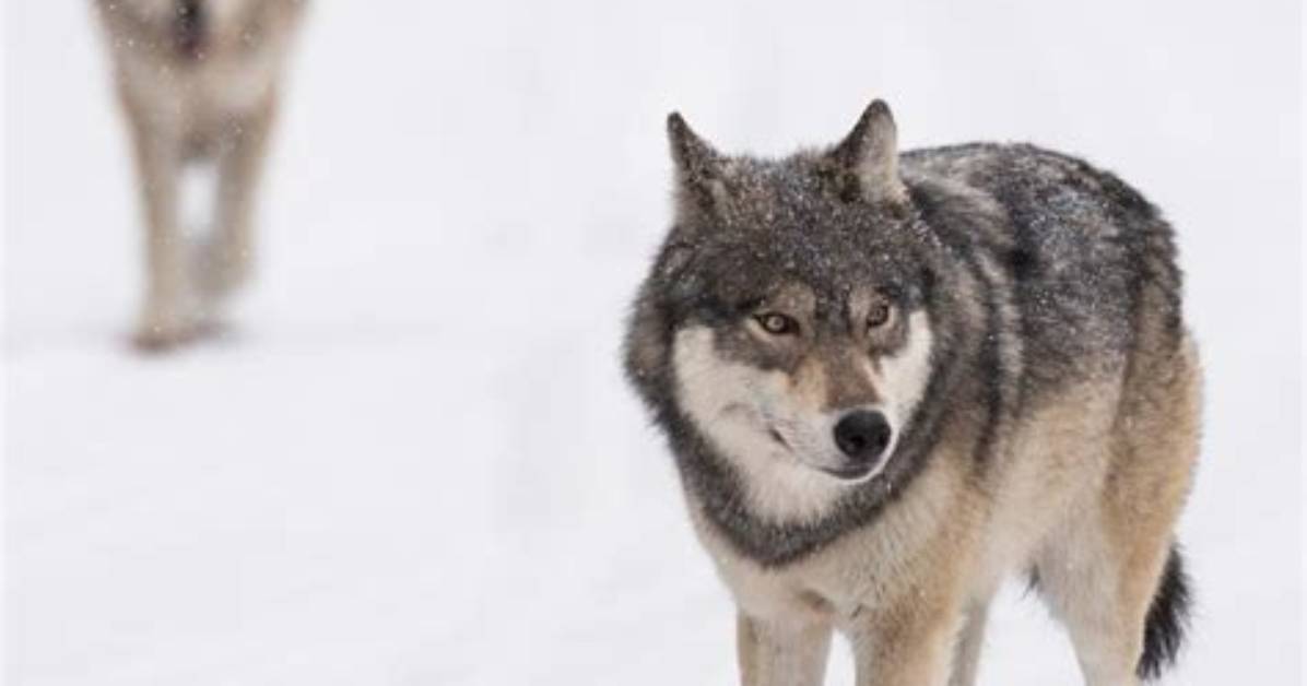 Fact-Check: Are Hybrid Wolves Really Roaming Newfoundland? What the Science Says