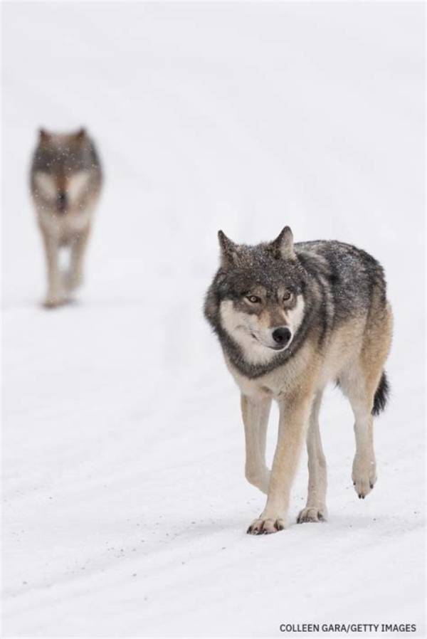 Fact-Check: Are Hybrid Wolves Really Roaming Newfoundland? What the Science Says