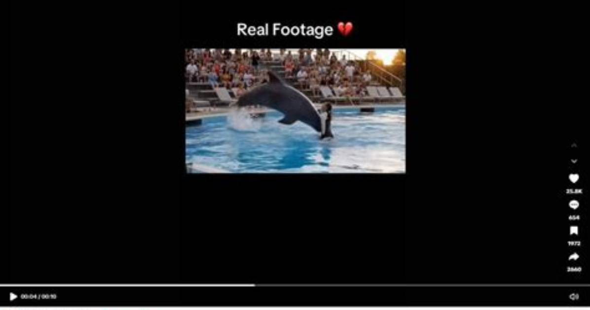 Fact Check: Does a Real Dolphin Boarding School Exist, and Where Did the Rumor Start?