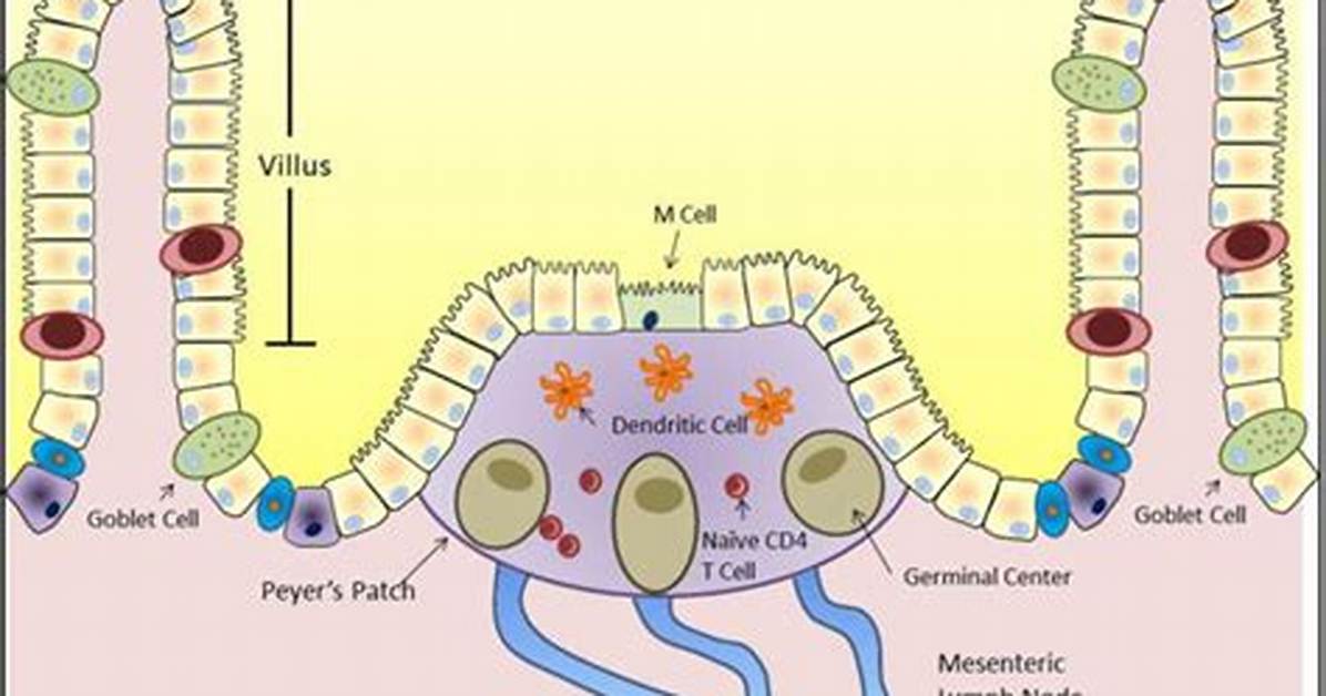 Fact-Checking Gut Immunity: Do Peyer’s Patches Do More Than Capture Pathogens?