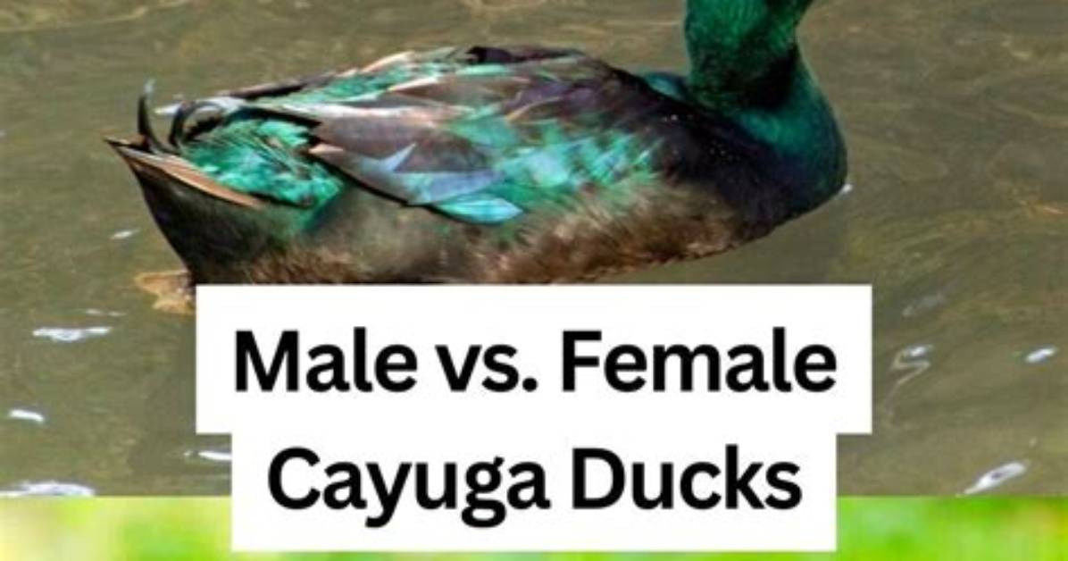 Female Vs. Male Cayuga Duck: the Definitive Visual and Vocal Guide