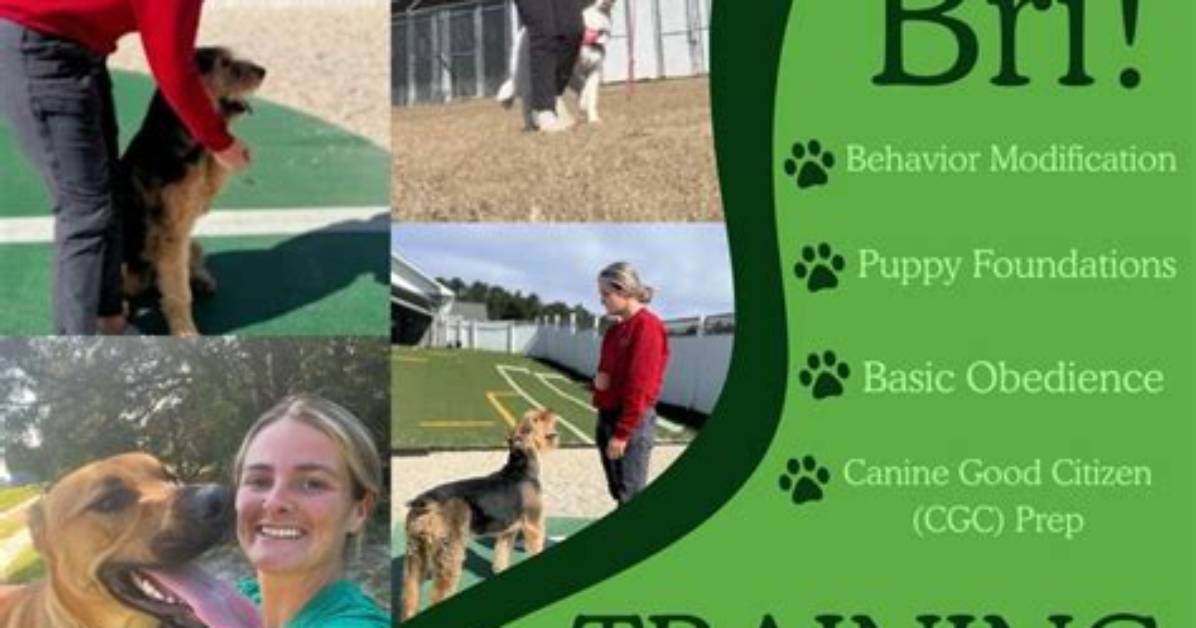 Five Points Pet Resort Safety Standards: What Every Dog Owner Must Verify Before Boarding