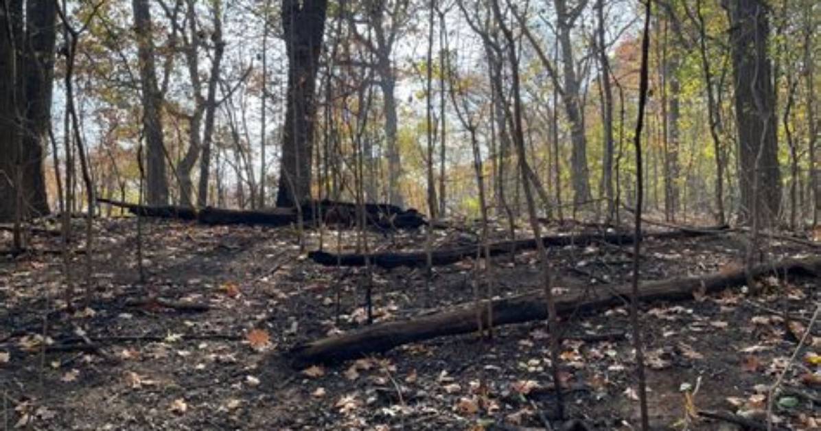 Foster Park Fire Damage and Trail Conditions: Photos, Fire Maps, and Visual Verification