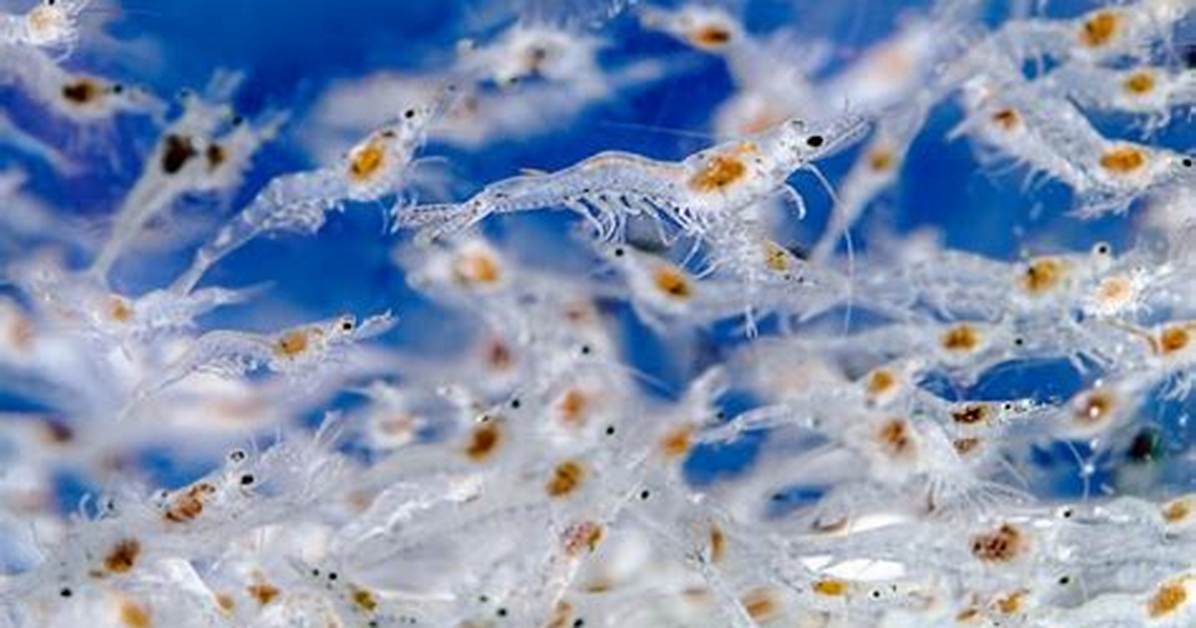 From Larvae to Lethal: How Young Shrimp Master Bullet-Fast Strikes So Fast
