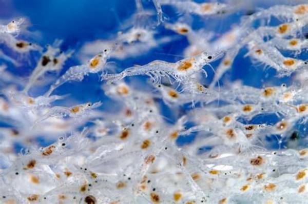 From Larvae to Lethal: How Young Shrimp Master Bullet-Fast Strikes So Fast