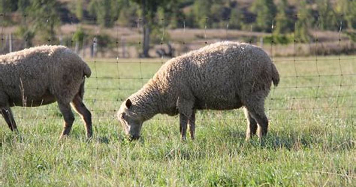 From Pastures to Campuses: How Sheep Became Modern Stress-Relief Icons