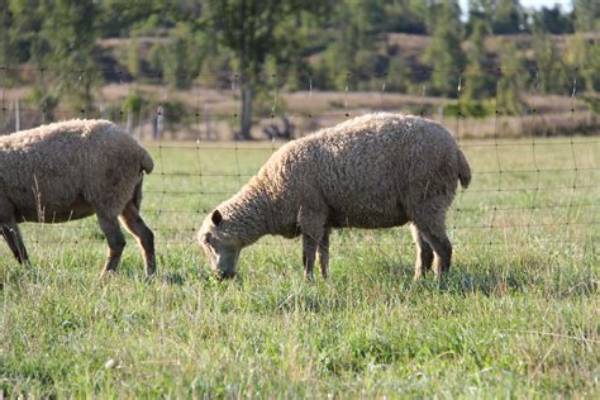 From Pastures to Campuses: How Sheep Became Modern Stress-Relief Icons