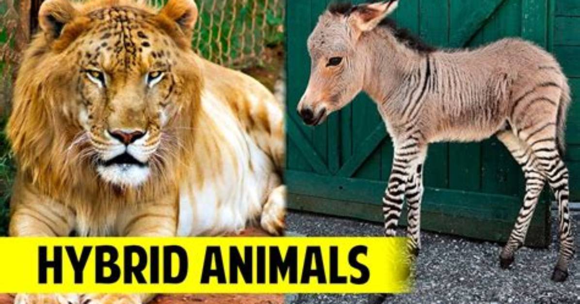 From Rare Hybrids to Viral Myths: Why 'Dog and Cat Mating' Is Trending Again