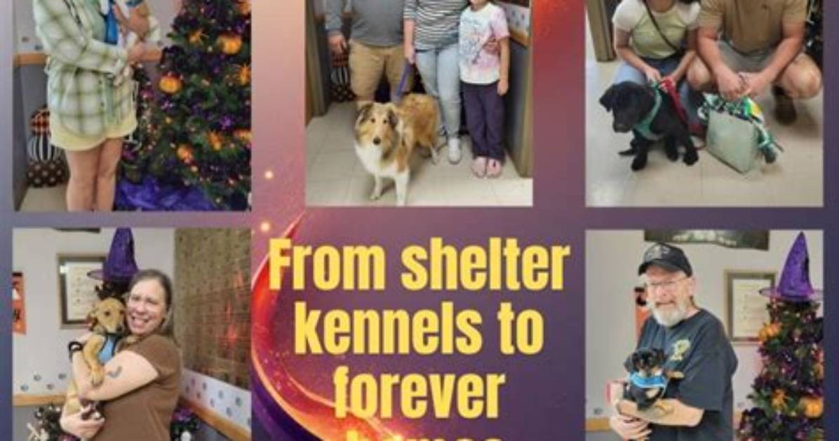 From Shelter Kennels to Forever Homes: the Rescue Surge of Rottie-Dobie Mixes