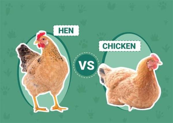 Hen Vs. Chicken Fact-Check: Examining Species Classifications, Hybrids, and Evolutionary Cousins
