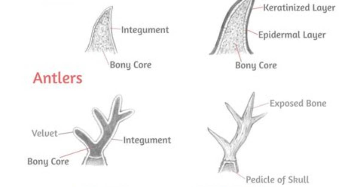 Horns vs Antlers: Visual Anatomy Breakdown and Evolutionary Differences Revealed