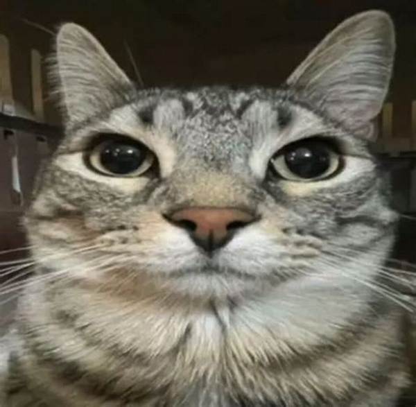 How Animal Reaction Memes Took over 2026: the Rise of the Stifled Laugh Pup