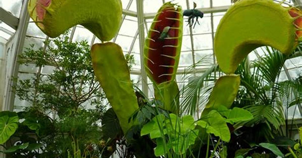 How Big Can a Venus Flytrap Really Grow? the Botanical Limits Behind the Record