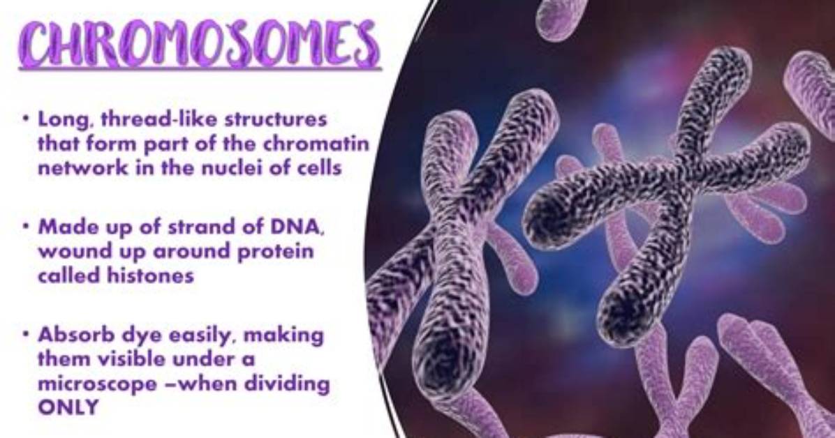 How Chromosomes Absorb Force Without Losing Grip: the Cellular Mechanics Revealed