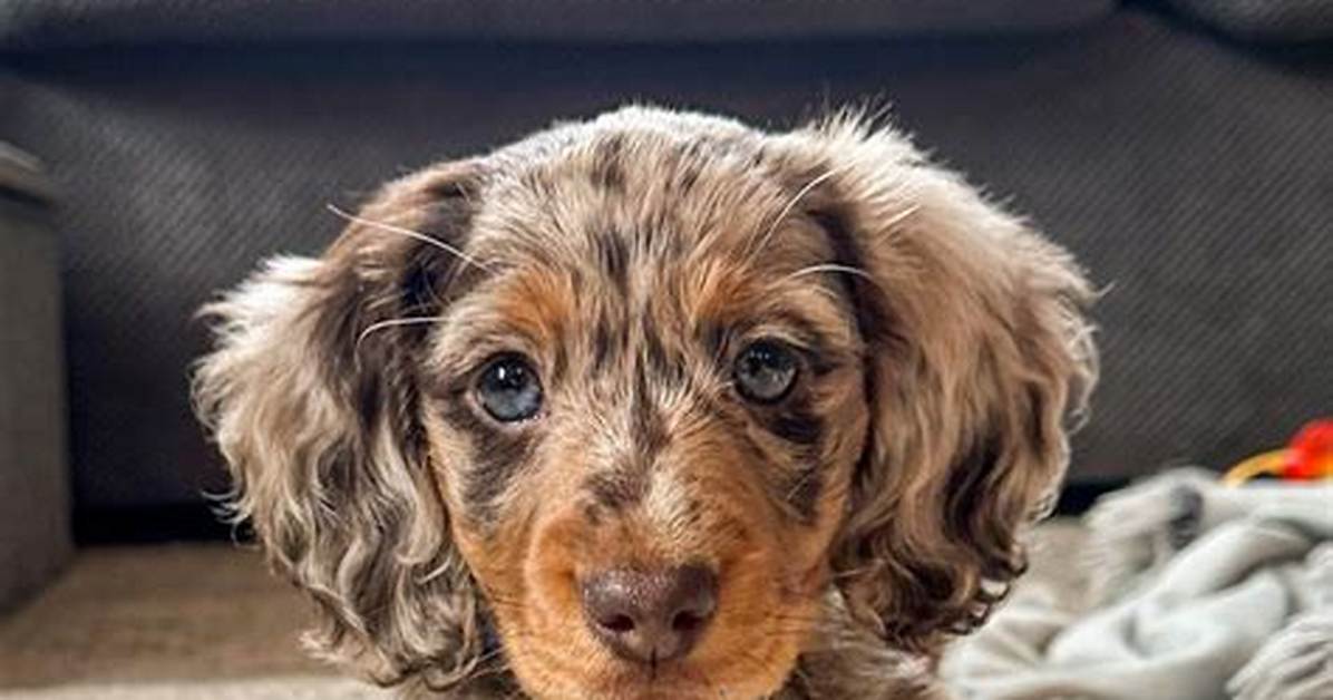 How Dapple Mini Dachshunds Took over Social Media: from Hallway Trots to Park Reunions