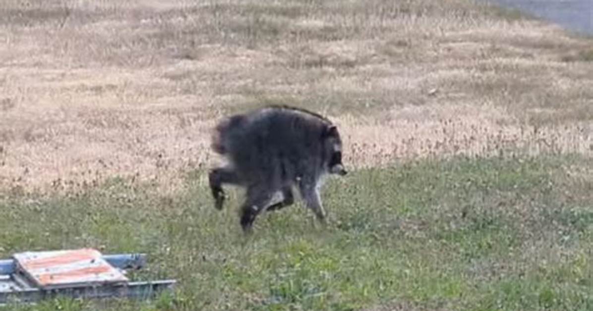 How 'Hot Jimothy Summer' Unfolded: a Complete Timeline of Seattle's Raccoon Phenomenon