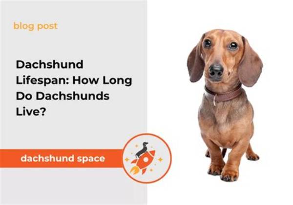 How Long Do Dachshunds Live? the Ultimate Care Guide to Helping Your Doxie Reach 16+