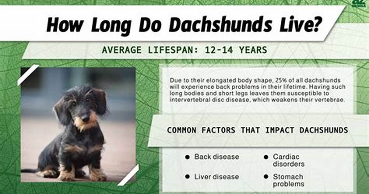 How Long Do Dachshunds Really Live? the Surprising Truth Behind Their Longevity