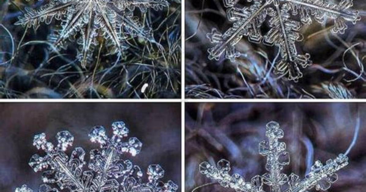 How to Photograph Snowflakes Under a Microscope: Field Techniques and Gear Secrets