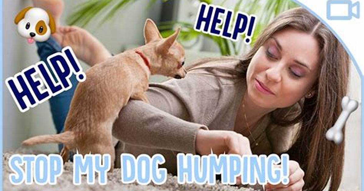 How to Stop Your Pet from Humping Legs: the Definitive Training and Health Guide
