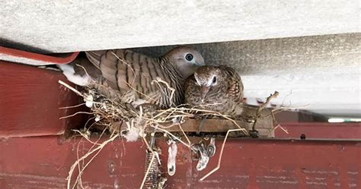 Inside the Rafters: Verified Sightings of Birds Perched High in Modern Ceilings