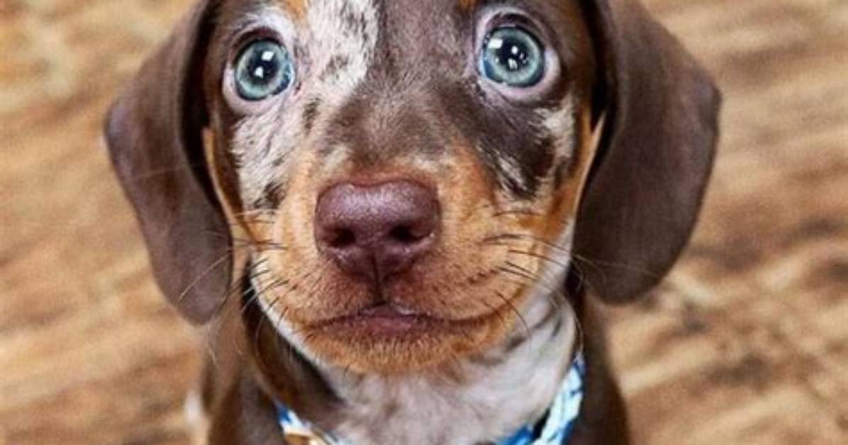 Is a Doxen Right for You? the Truth Behind Dachshund Temperament and Health