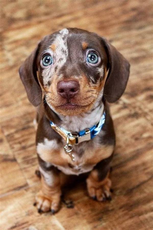 Is a Doxen Right for You? the Truth Behind Dachshund Temperament and Health