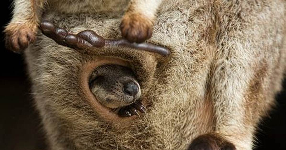 Is a Kangaroo's Pouch Dirty and Smelly? Separating Biological Fact from Internet Myth