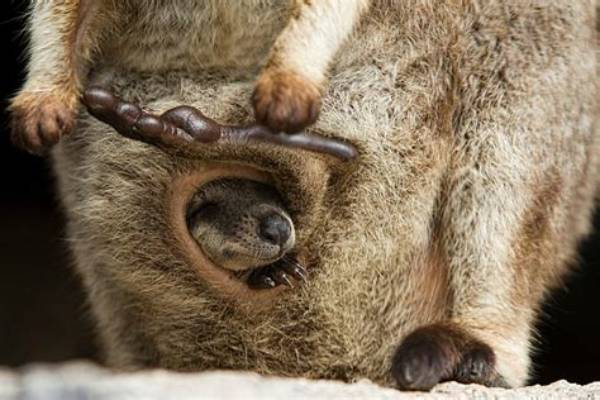 Is a Kangaroo's Pouch Dirty and Smelly? Separating Biological Fact from Internet Myth