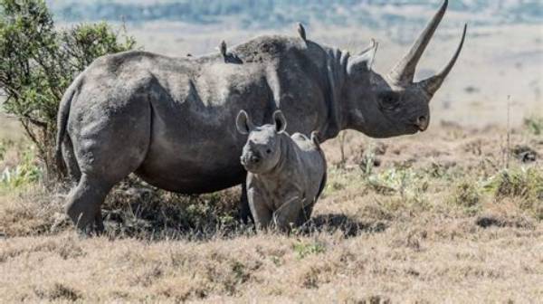 Is It Actually Illegal? Fact-Checking Wildlife Feeding, License Plates, and Riding in Truck Beds