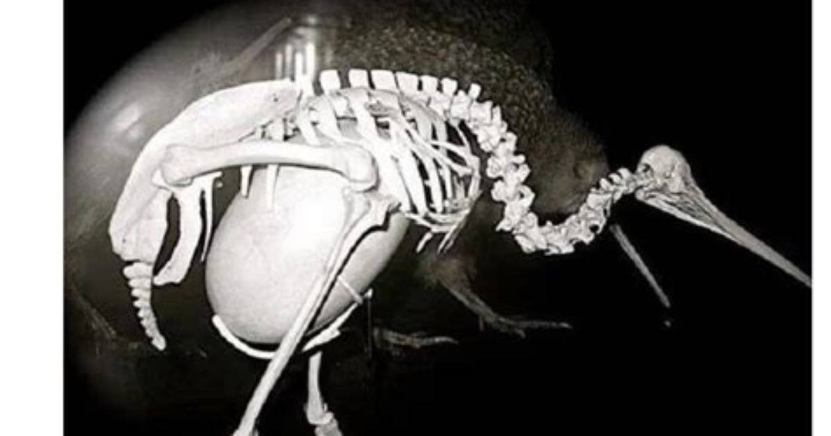 Kiwi Bird Egg Size Proof: X-Rays, Anatomy Comparisons, and Skeletal Scans