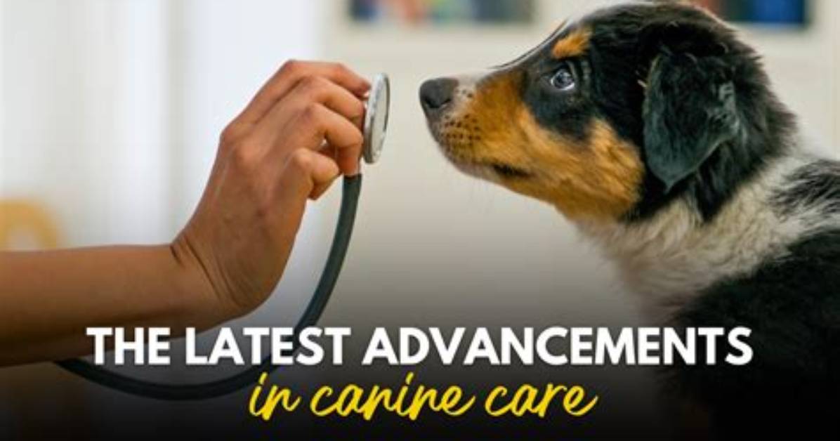Latest Canine Care Guidance: the New Do’s and Don'ts of Dog Grooming