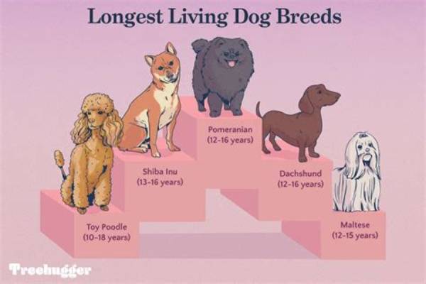 Longest-Living Dog Breeds 2026: Why Dachshunds Ranked Among the Top 12