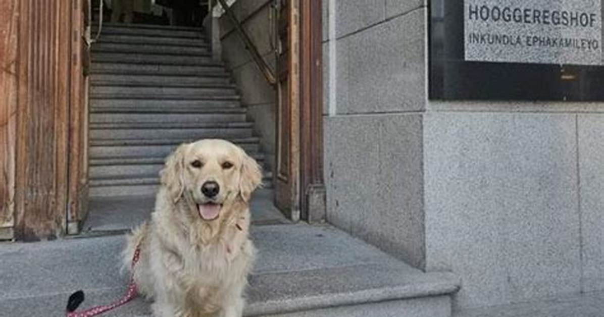 Meet Beanz the Golden Retriever: Nashville’s Famous Fence Dog Explained