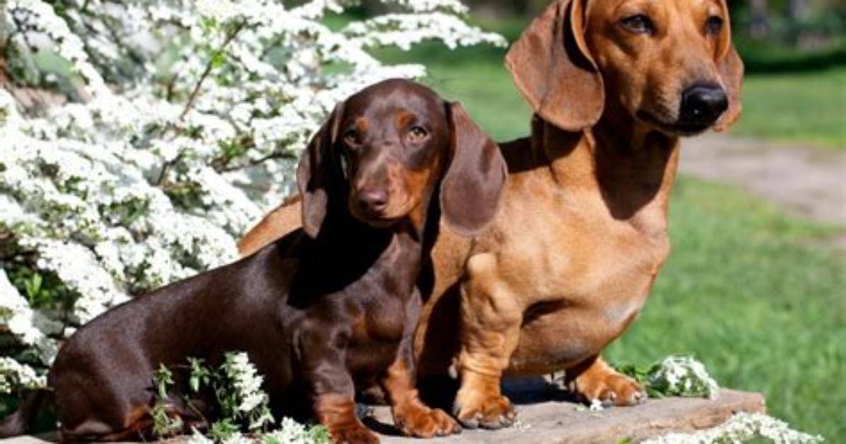 Miniature Vs. Standard Dachshund Lifespan: What the Latest Canine Data Proves