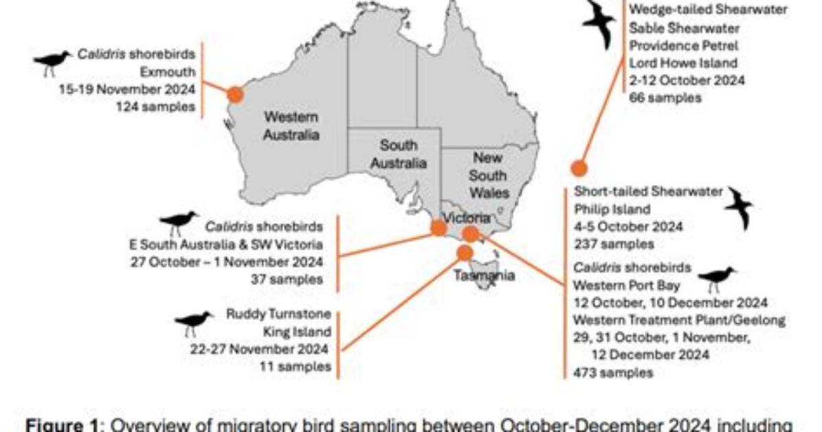 New Avian Research Reveals Why Shorebirds and Flamingos Favor One-Leg Posture